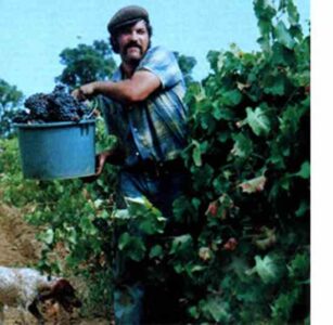 Harvest Grapes for a Free Trip to France Image